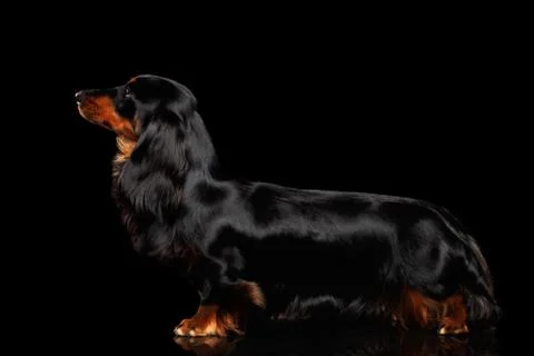 Dachshund on Black background Stock Photos