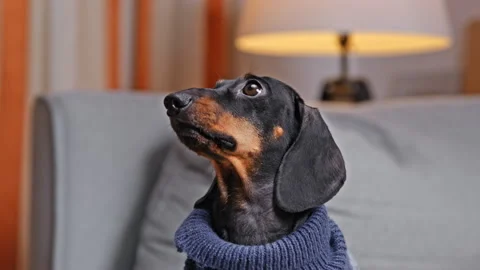 Dachshund in blue sweater looking up on sofa indoors 스톡 동영상 329534765