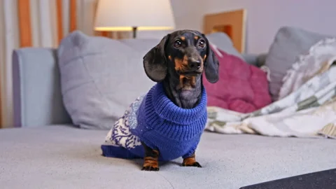 Dachshund in blue sweater sitting on a sofa at home 動画素材 341915415