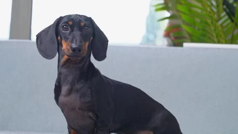Dachshund with bored expression looks around sitting on sofa Stock Footage 245957585
