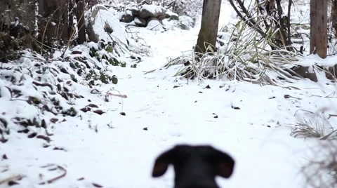 Dachshund catches bone Stock Footage 58786280