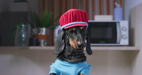 Dachshund chef in kitchen attire Stock Footage 293653569