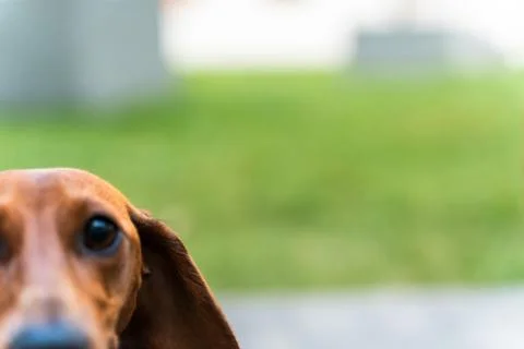 Dachshund Close-Up Stock Photos