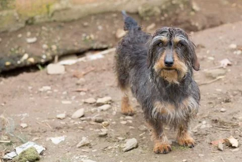 Dachshund closeup Stock-Fotos
