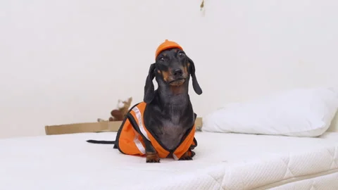 Dachshund in construction costume being fed a treat on a bed Vídeos de archivo 341906089