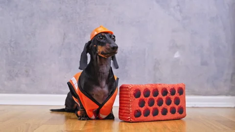Dachshund in construction costume with toolbox displaying playful expression Stock Footage 309589669