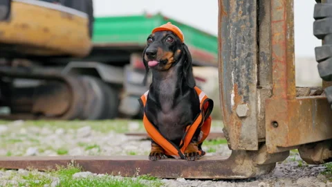 Dachshund in construction gear Stock Footage 287143605