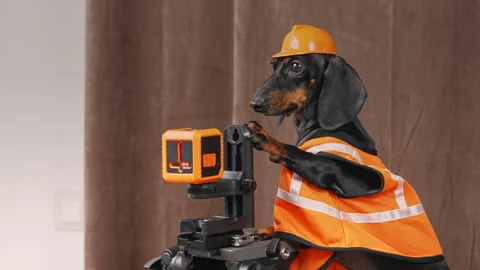 Dachshund in construction gear operating laser level with precision and focus Stock Footage 313460091