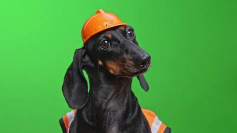 Dachshund in construction hat playfully tilts head against vibrant green Stock Footage 311835100