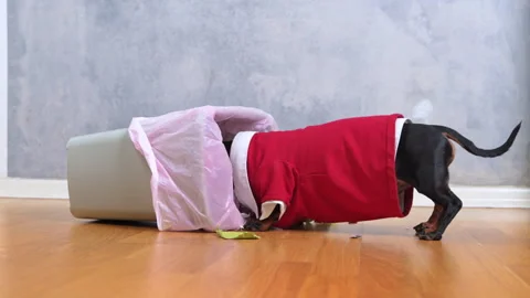 Dachshund in costume digging through trash bin Stock Footage 327306918