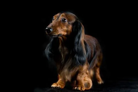 Dachshund on a dark background Stock Photos