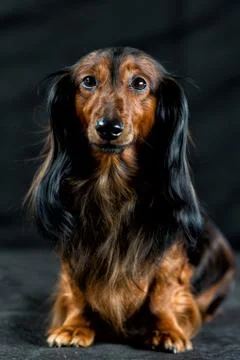 Dachshund on a dark background Stock Photos