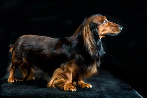 Dachshund on a dark background Stock Photos