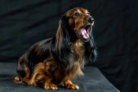 Dachshund on a dark background Stock-Fotos