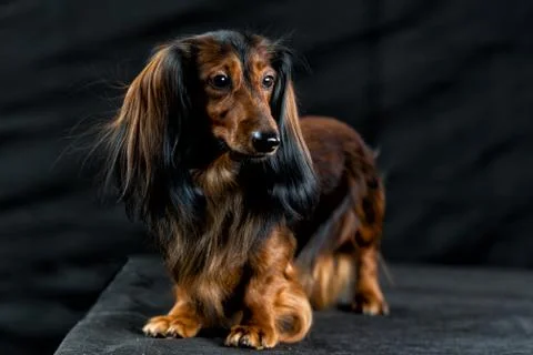 Dachshund on a dark background 库存照片