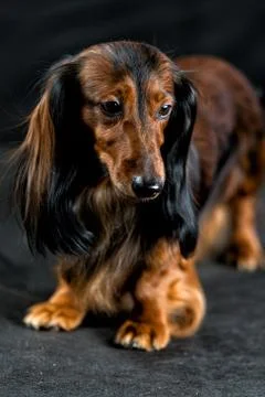 Dachshund on a dark background Stock Photos