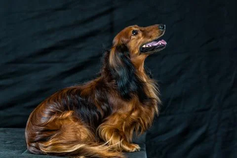 Dachshund on a dark background Stock Photos