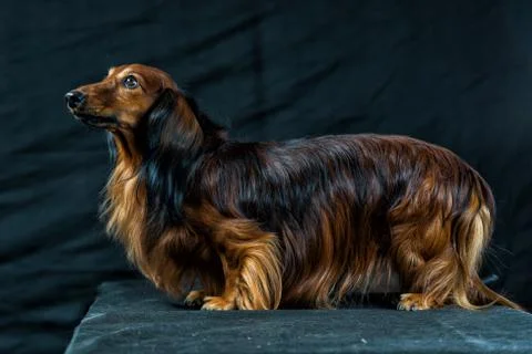 Dachshund on a dark background Stock Photos