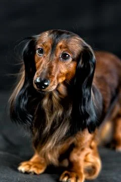 Dachshund on a dark background Stock Photos