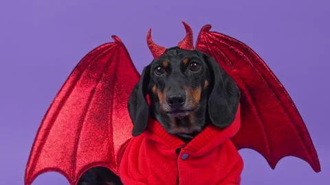 Dachshund in a devil costume with bat wings and horns turning its head in a.. Vídeos de archivo 347632830