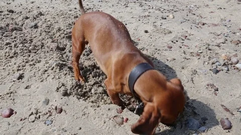 Dachshund is digging a hole in the sand at the beach Stock Footage 72656563