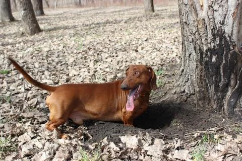 Dachshund is digging Stock Photos