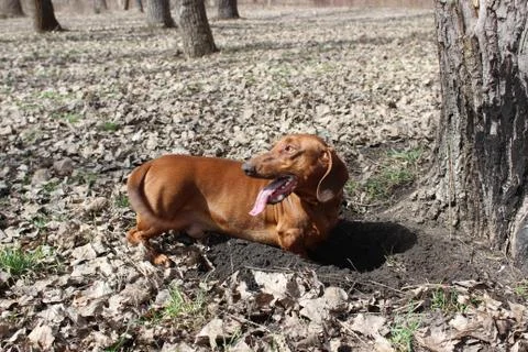 Dachshund is digging Stock Photos