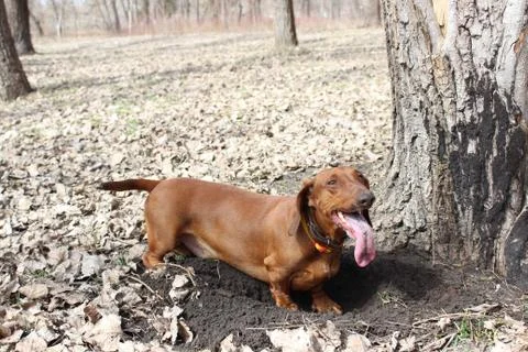 Dachshund is digging Stock Photos