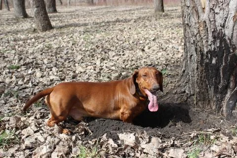 Dachshund is digging Stock Photos