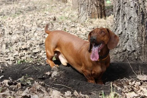Dachshund is digging Stock Photos