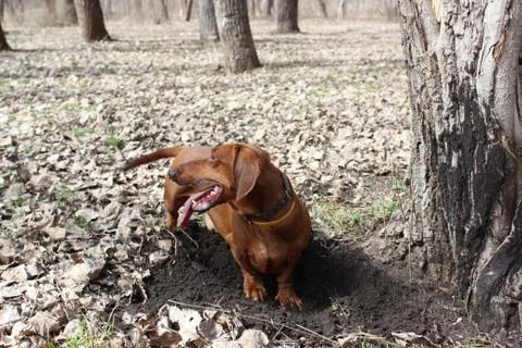 Dachshund is digging Stock Photos