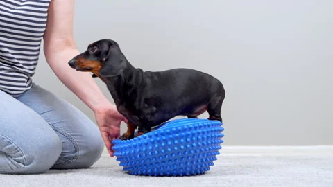 Dachshund dog balancing on a blue exercise ball with owner support at home Видео 341109691