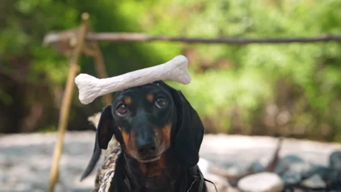 Dachshund dog balancing a bone on its head at a primitive outdoor camp Видео 341118857