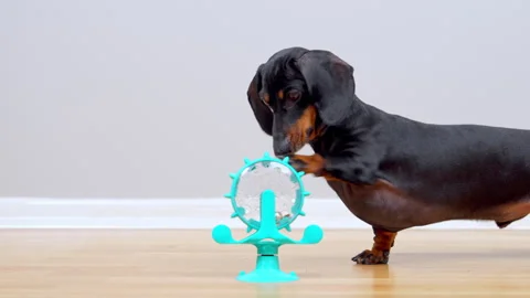 Dachshund dog balancing a bone on its head at a primitive outdoor camp Stock Footage 341321740