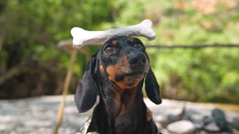 Dachshund dog balancing a bone on its head at a primitive outdoor camp Stock Footage 341322747