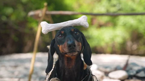 Dachshund dog balancing a bone on its head outdoors Stockbeeldmateriaal 342479975
