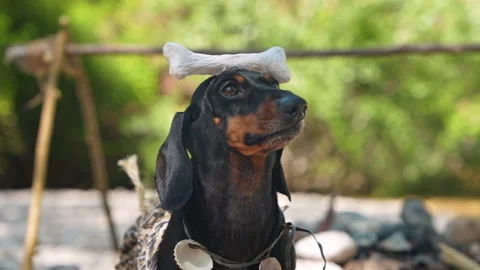 Dachshund dog balancing a bone on its head outdoors Stockbeeldmateriaal 343141559