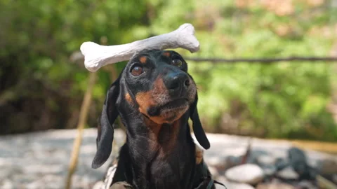 Dachshund dog balancing a bone on its head outdoors Video stock 346011271