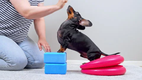 Dachshund dog balancing on exercise blocks and disc during home fitness training Stock-Footage 341116886