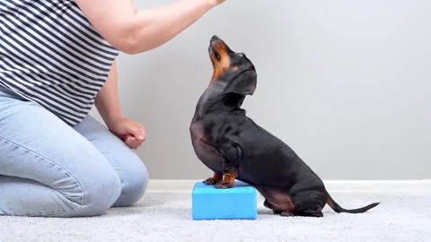 Dachshund dog balancing front paws on a foam block during at home fitness p.. Stock Footage 343900596