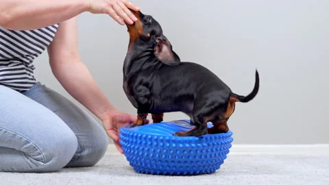 Dachshund dog balancing on a spiky exercise ball at home Stock Footage 344772395