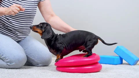 Dachshund dog balancing on a stability disc during a back exercise session Stock Footage 346011117