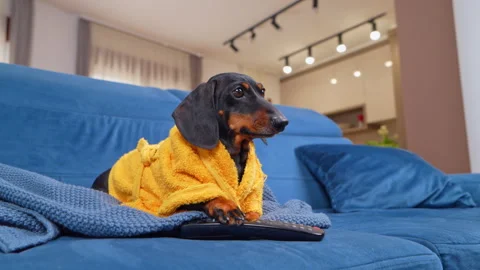 Dachshund dog in a bathrobe pressing a remote control button on a sofa Stock-Footage 346193248