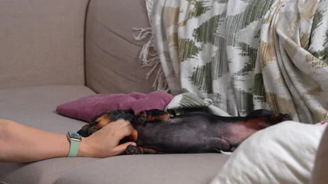 Dachshund dog belly rubbed while relaxing on a home sofa Stock Footage 346012425