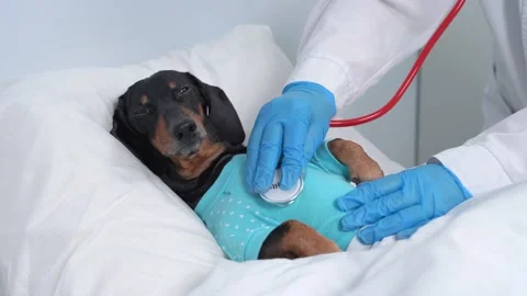 Dachshund dog, black and tan, sleeping in bed with high fever temperature, or Stock Footage 141847341