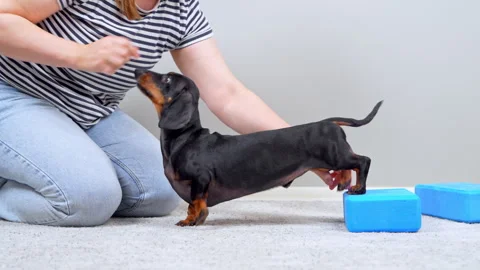 Dachshund dog doing standing pose exercise over yoga blocks at home Stockbeeldmateriaal 341117362