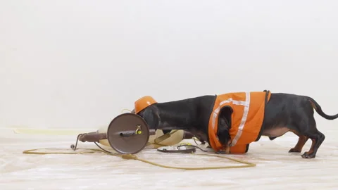 Dachshund dog dressed as construction worker in orange safety vest and hard hat Видео 335209971