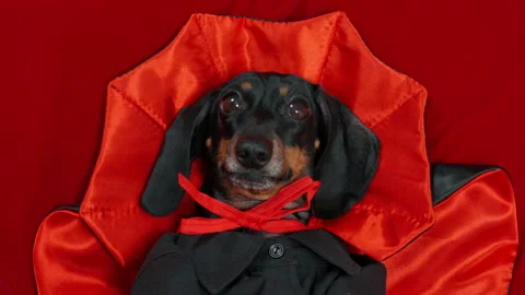 Dachshund dog dressed as Dracula in red cloak costume Stock Footage 346193714