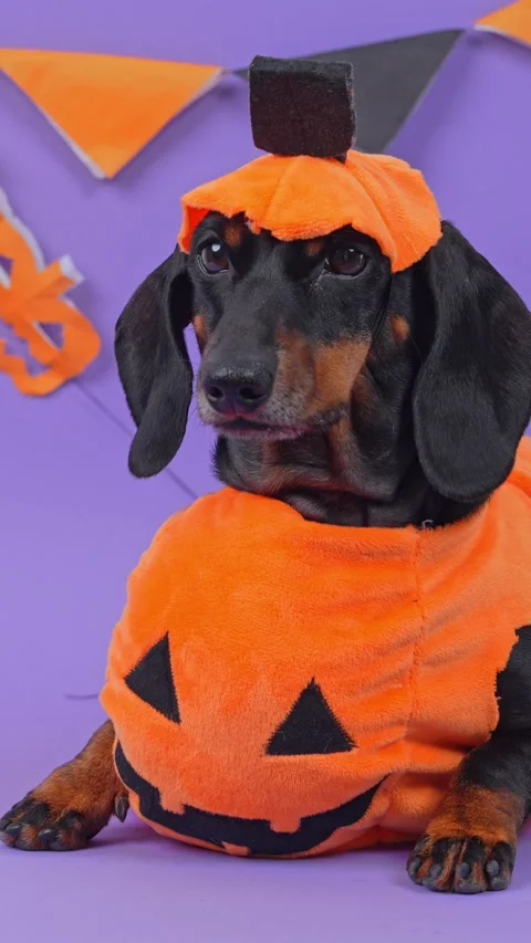 Dachshund dog dressed as a jack o lantern pumpkin for a trick or treat night Stock-Footage 347105053