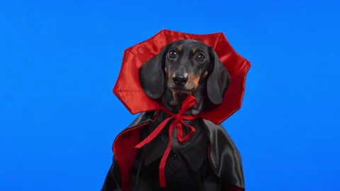 Dachshund dog dressed as vampire in red cape against blue screen Stock-Footage 339427402